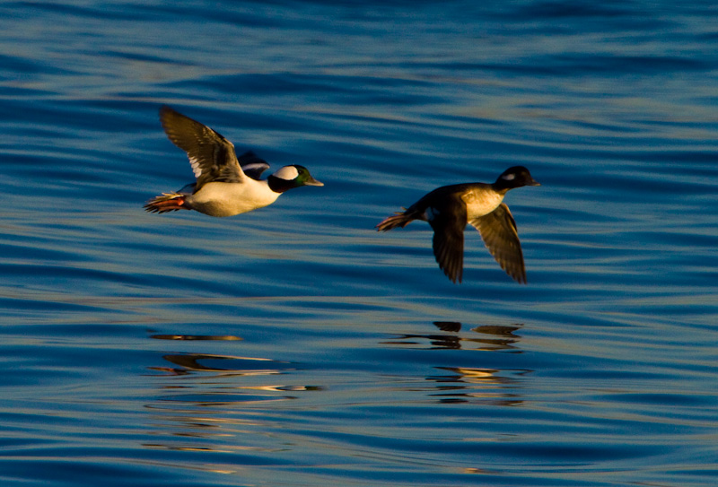 Buffleheads In Flight